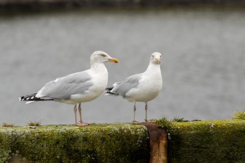 natuur ( Copyrights Marc Thomé Photography 2023) (1 van 1)-22