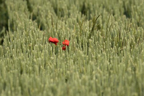 natuur ( Copyrights Marc Thomé Photography 2023) (1 van 1)-3