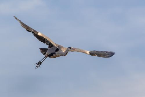 natuur reiger ( Copyrights Marc Thomé Photography 2023)