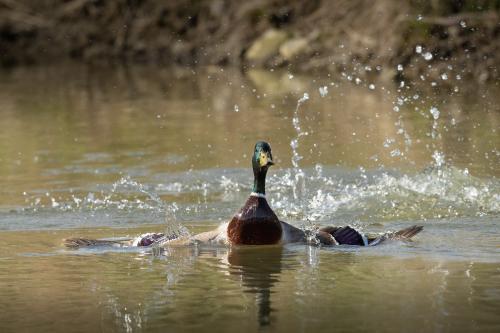 natuur ( Copyrights Marc Thomé Photography 2023)