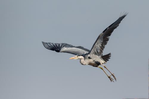 natuur reiger ( Copyrights Marc Thomé Photography 2023)