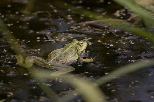 natuur ( Copyrights Marc Thomé Photography 2023) (1 van 1)-4