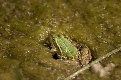 natuur ( Copyrights Marc Thomé Photography 2023) (1 van 1)-5