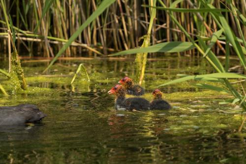 natuur ( Copyrights Marc Thomé Photography 2023) (1 van 1)-6