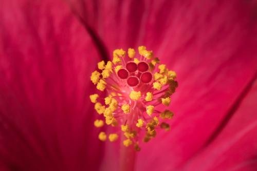 natuur ( Copyrights Marc Thomé Photography 2023) (1 van 1)-8