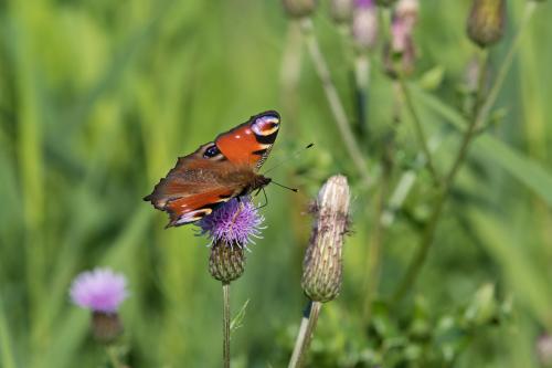 natuur ( Copyrights Marc Thomé Photography 2023) (1 van 1)-9