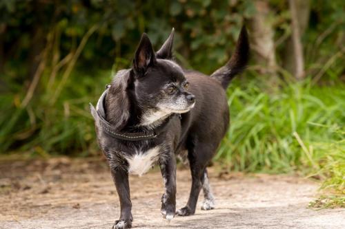 Honden fotografie