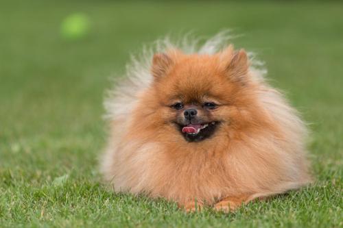 Honden fotografie