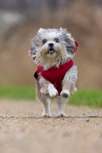 Honden fotografie