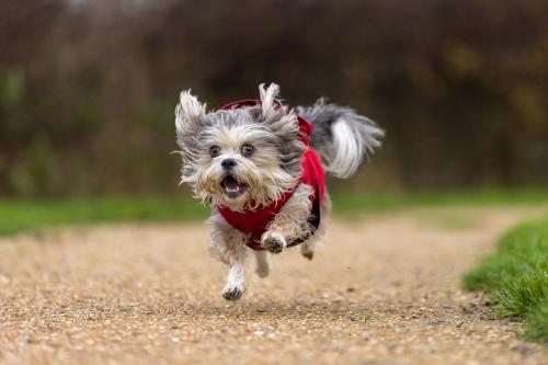 Honden fotografie