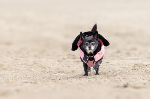 Honden fotografie