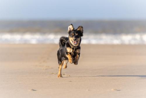 Honden fotografie