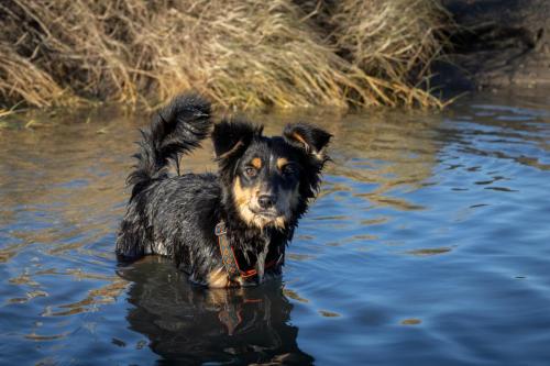 Honden fotografie