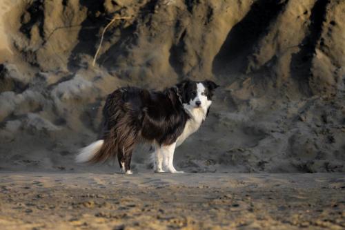 Honden fotografie