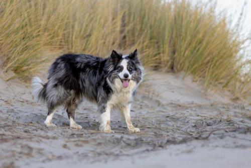 Honden fotografie