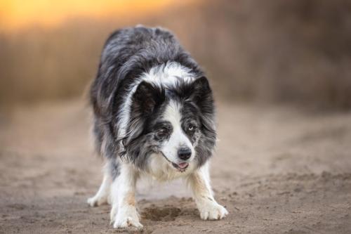 Honden fotografie