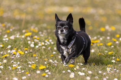 Honden fotografie