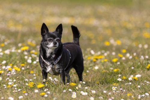 Honden fotografie