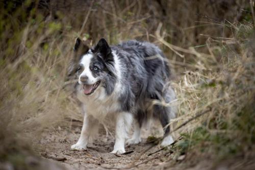 Honden fotografie