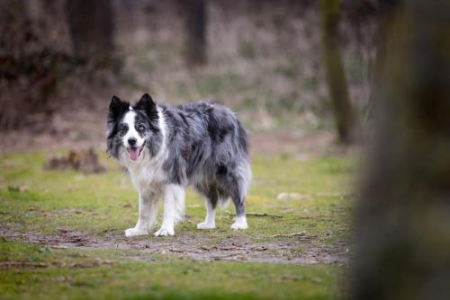 Honden fotografie