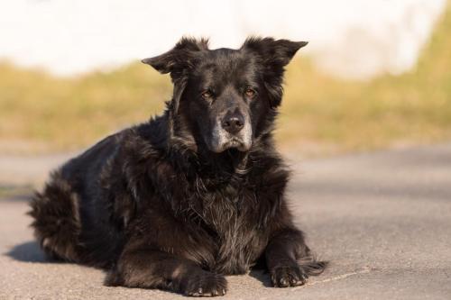 Honden fotografie