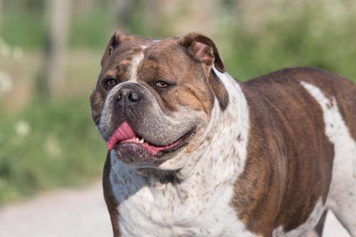 Honden fotografie